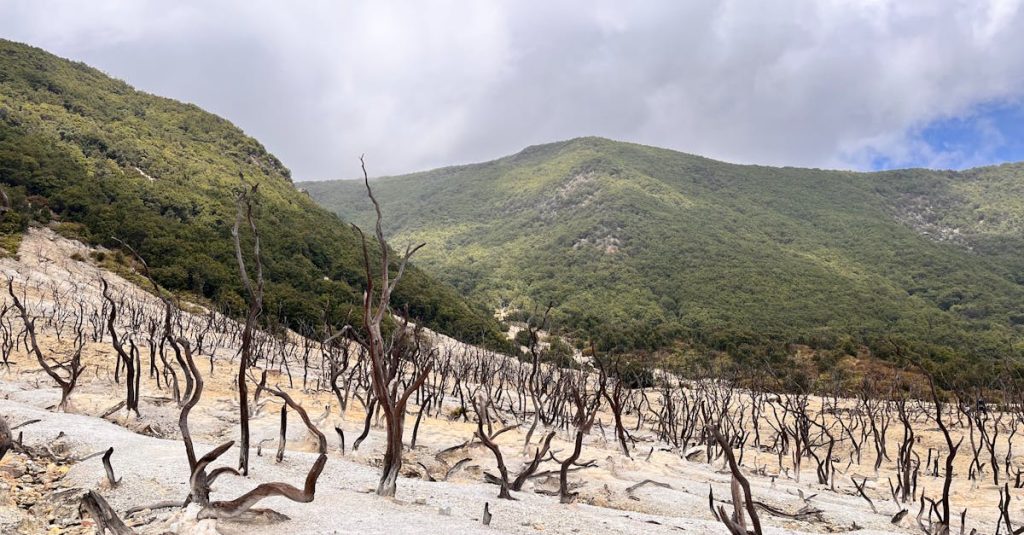 découvrez les nombreux avantages écologiques, tels que la préservation de la biodiversité, la réduction des émissions de carbone et l'amélioration de la qualité de l'air, qui contribuent à un avenir durable. explorez comment des pratiques respectueuses de l'environnement peuvent transformer notre planète.
