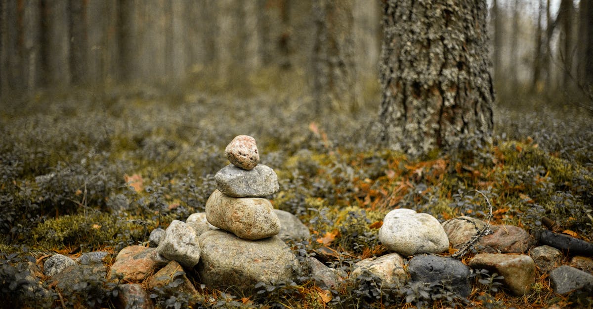 découvrez les nombreux bienfaits écologiques des pratiques durables pour notre planète. apprenez comment la préservation de la biodiversité, la réduction des déchets et l'utilisation responsable des ressources améliorent notre environnement et notre qualité de vie.