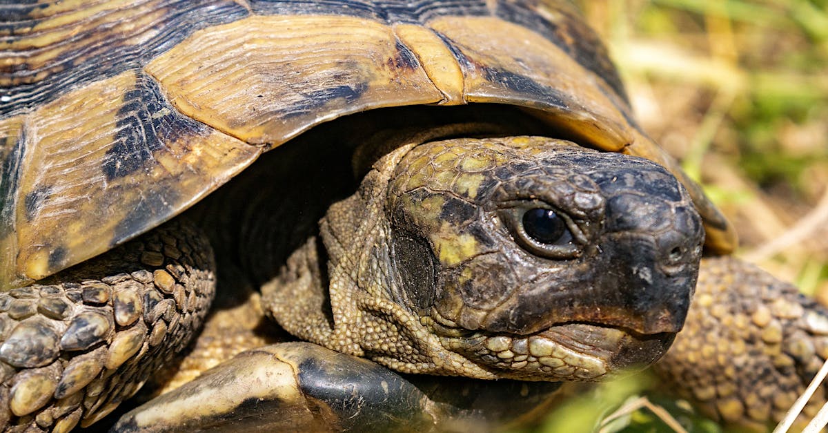 découvrez les secrets du lifespan, ce concept fascinant qui explore la durée de vie et les facteurs influençant notre bien-être au fil des années. apprenez comment adopter un mode de vie sain pour maximiser votre longévité.