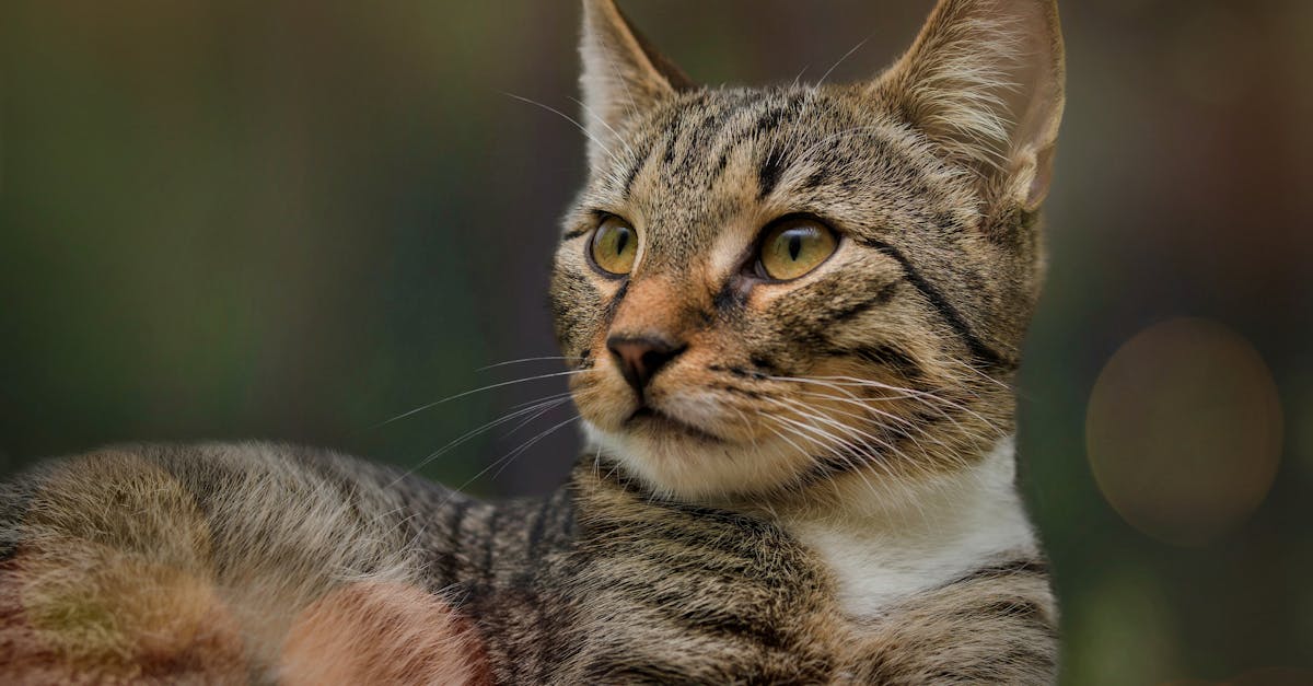 découvrez comment la lumière naturelle peut transformer vos espaces de vie. apprenez à optimiser l'éclairage naturel pour améliorer votre bien-être, réduire votre consommation d'énergie et créer une ambiance chaleureuse et accueillante dans votre maison.
